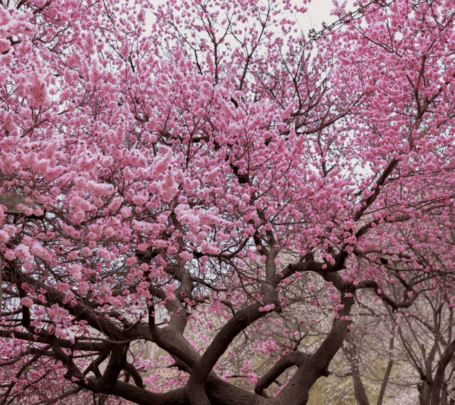 杏花村3 杏花村3