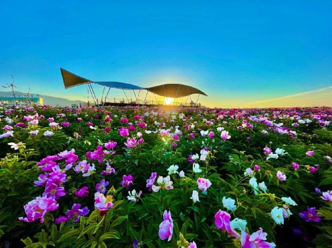 新疆伊犁天山花海景区 新疆伊犁天山花海景区