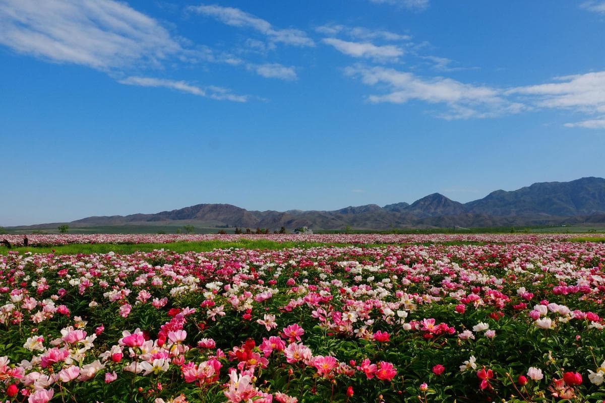 新疆伊犁天山花海 新疆伊犁天山花海