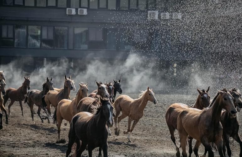 野马生态园 野马生态园