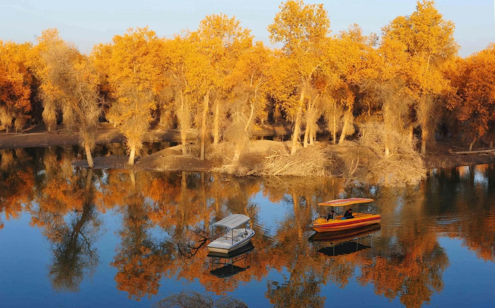 轮台胡杨林 轮台胡杨林