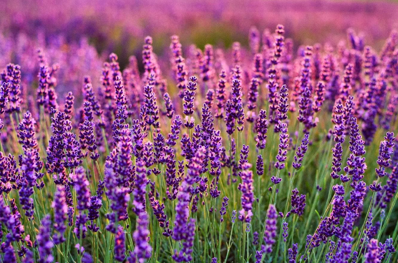 薰衣草 薰衣草