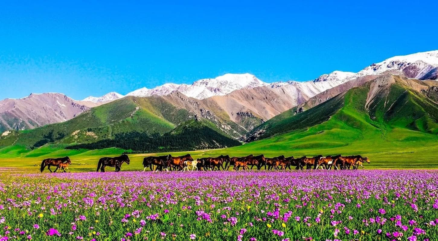 喀拉峻大草原 喀拉峻大草原