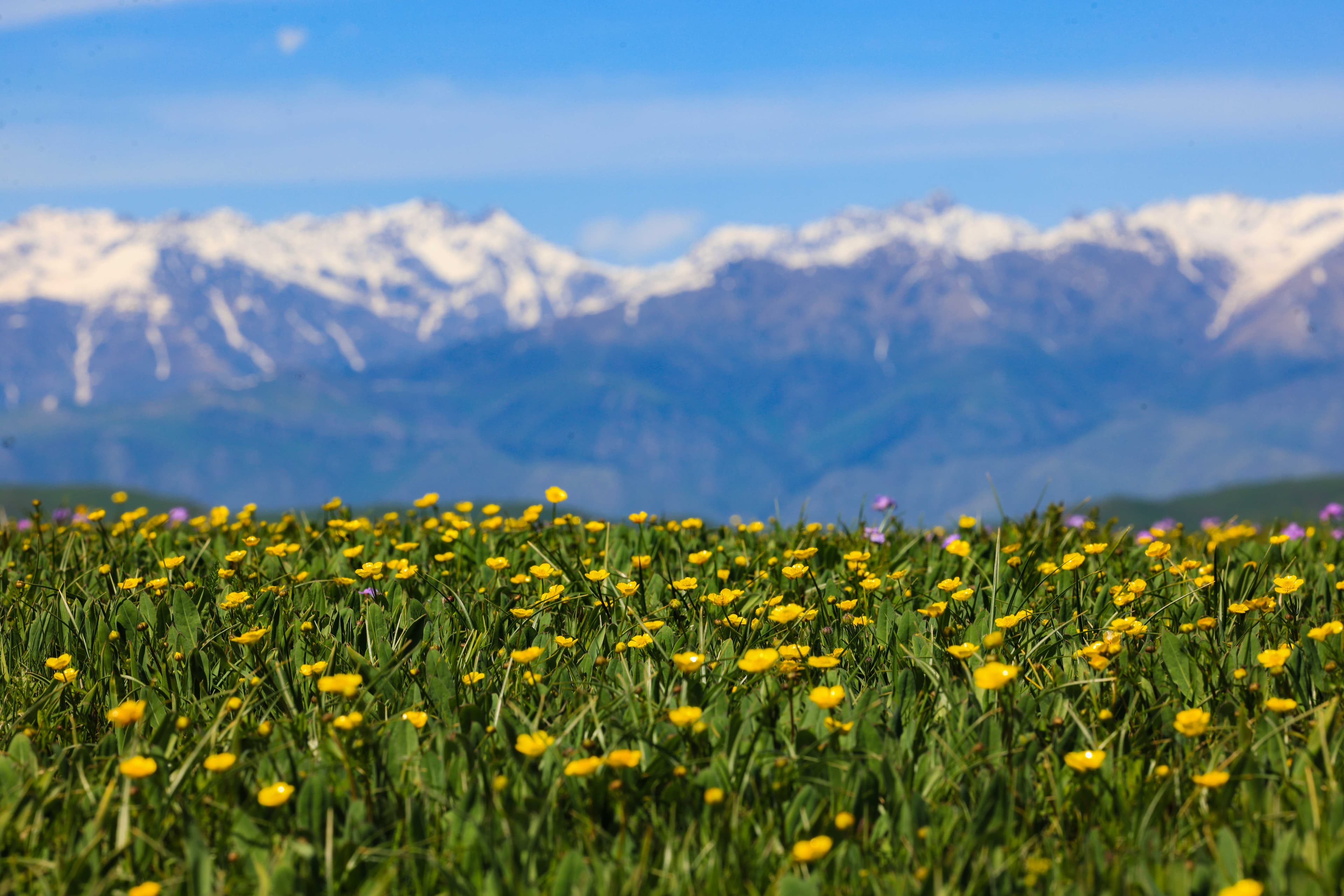 那拉提大草原 那拉提大草原