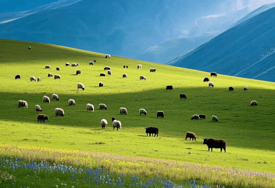 藏北草原 藏北草原