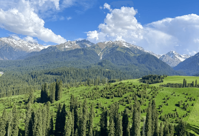 恰西草原2 恰西草原2