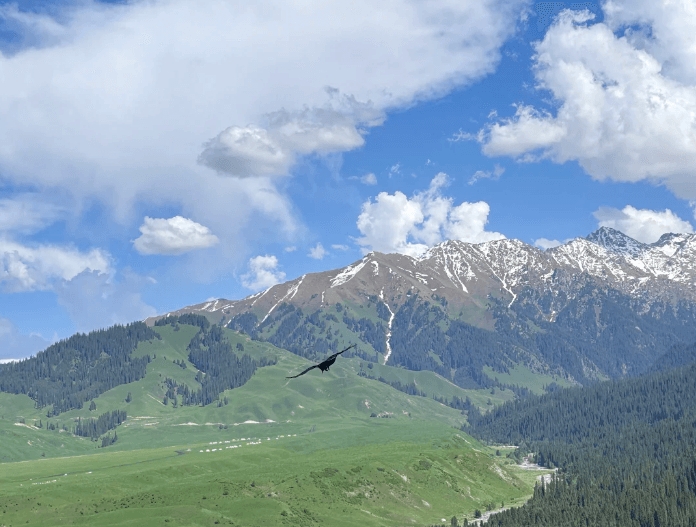 恰西草原1 恰西草原1