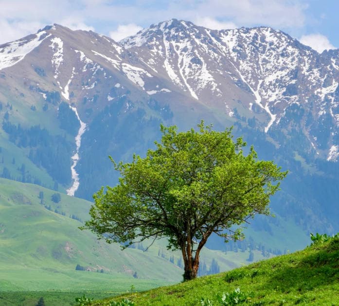 恰西草原6 恰西草原6