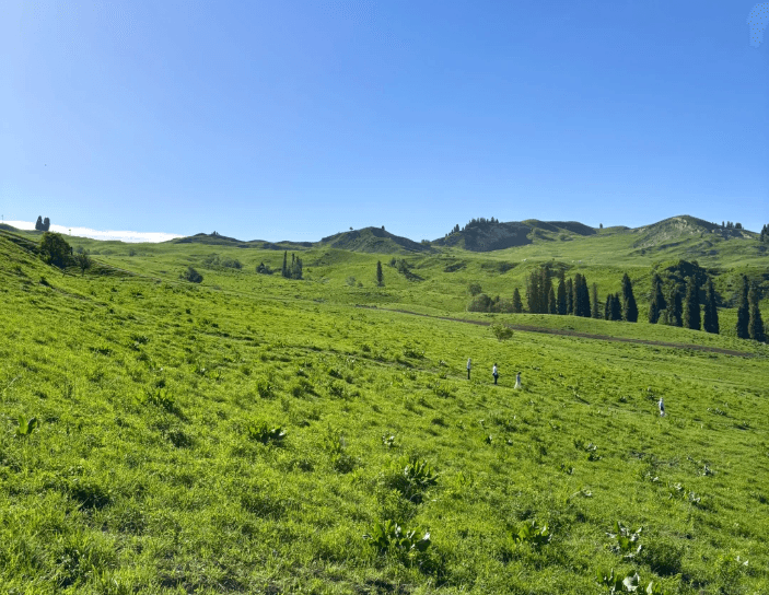 恰西草原3 恰西草原3