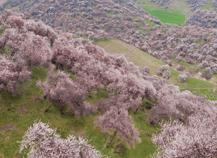 杏花村1 杏花村1