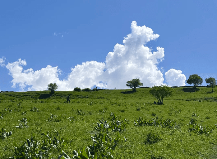 恰西草原5 恰西草原5